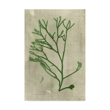 Unknown 'Emerald Seaweed Iii' Canvas Art,12x19